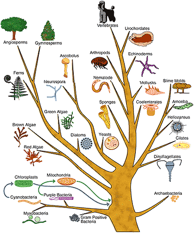 Stylised representation of a phylogenetic Tree of Life